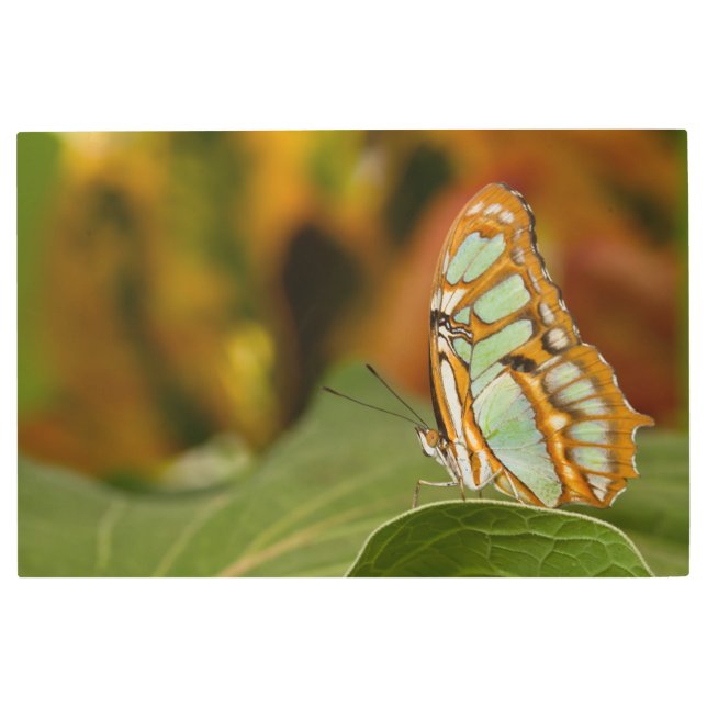 Impresión En Metal Malaquita en la hoja (Anverso)