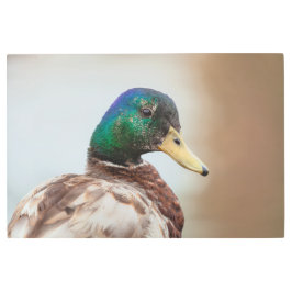 Impresión En Metal Mallard Duck