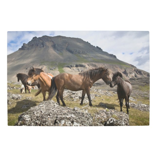 Impresión En Metal Manada De Caballos, Cerca De Hofn, Islandia (Anverso)