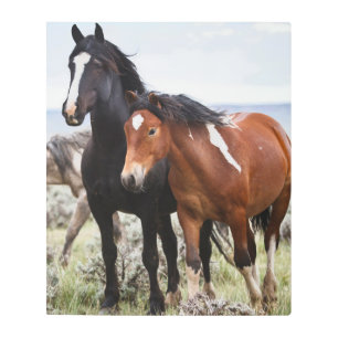 Impresión En Metal Manada de Caballos Salvajes