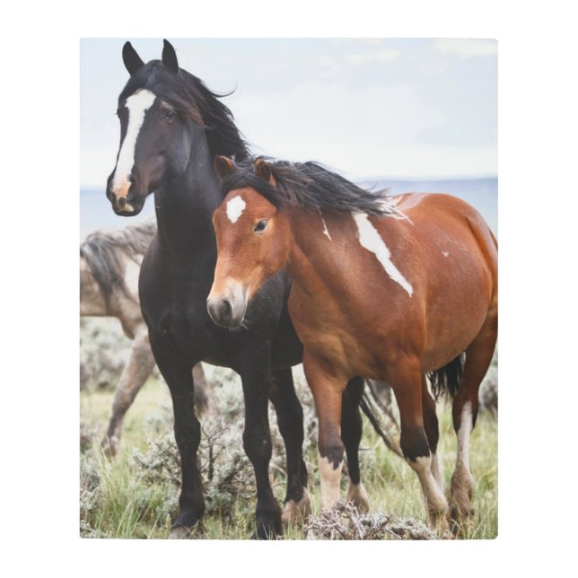 Impresión En Metal Manada de Caballos Salvajes (Anverso)
