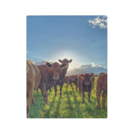 Impresión En Metal Manada de vacas con actitud
