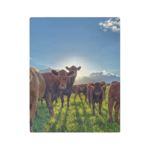 Impresión En Metal Manada de vacas con actitud