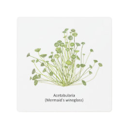 Impresión En Metal Mano de Acetabularia (Cristal de Sirena)