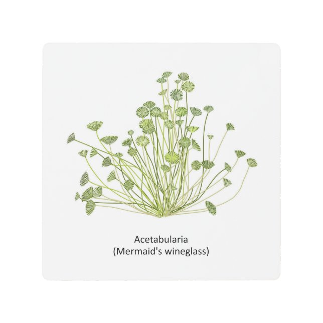 Impresión En Metal Mano de Acetabularia (Cristal de Sirena) (Anverso)