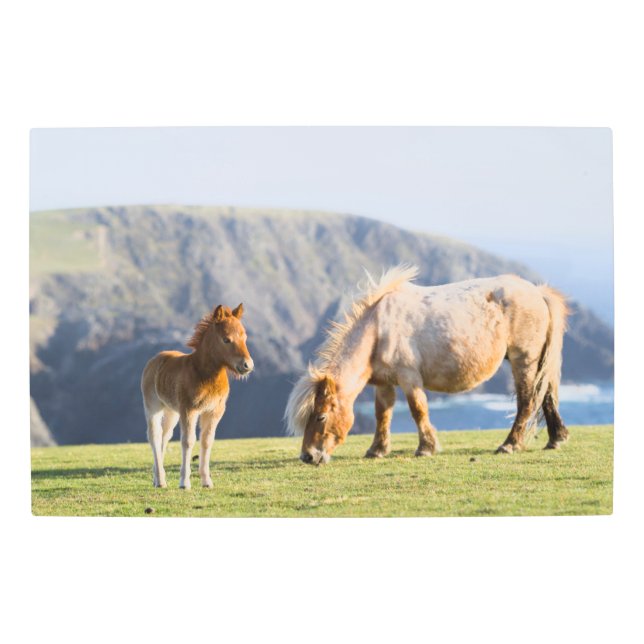 Impresión En Metal Mare with Foal, Shetland islands, Scotland (Anverso)