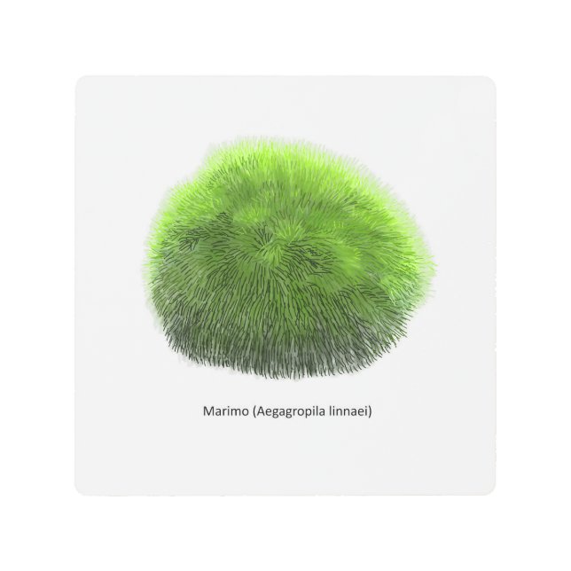 Impresión En Metal Marimo Moss Ball Hand Drawn (Anverso)