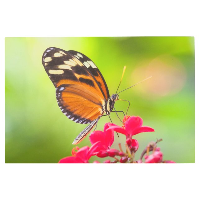 Impresión En Metal Mariposa de ala larga sobre una flor roja (Anverso)