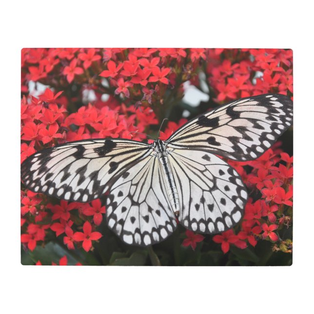 Impresión En Metal Mariposa en las flores rojas (Anverso)