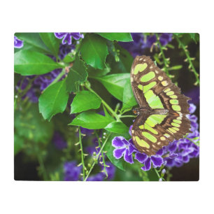 Impresión En Metal Mariposa malaquita sobre la flor morada