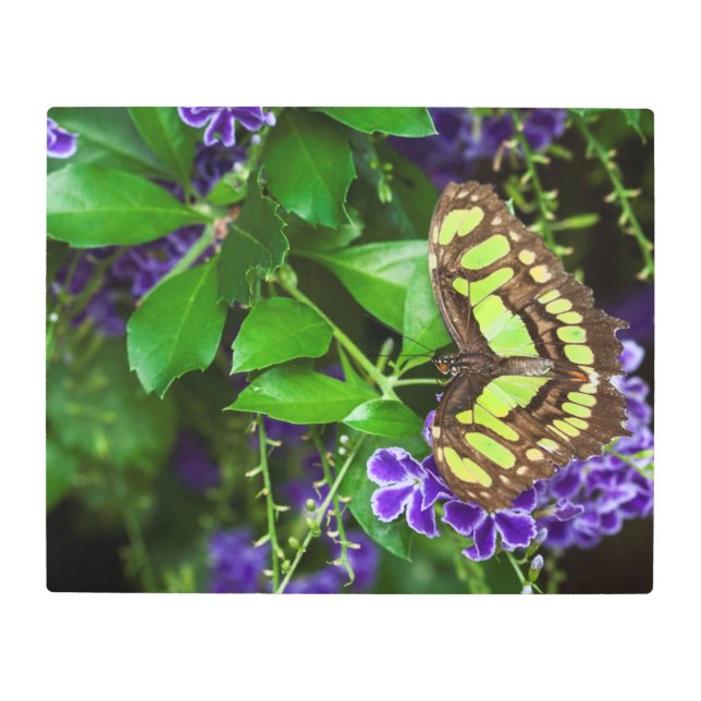 Impresión En Metal Mariposa malaquita sobre la flor morada (Anverso)