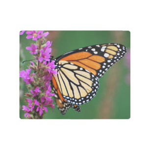 Impresión En Metal Mariposa monarca