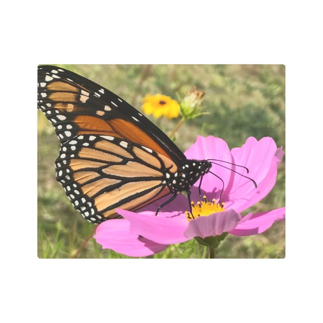 Impresión En Metal Mariposa Selden 2925 (Anverso)