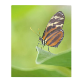 Impresión En Metal Mariposa tigre de largo