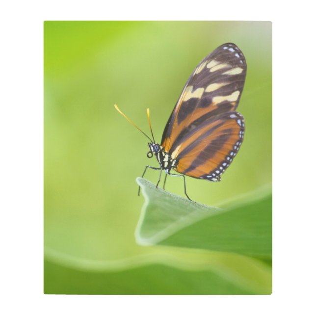 Impresión En Metal Mariposa tigre de largo (Anverso)