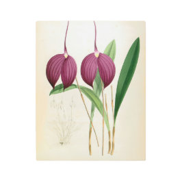 Impresión En Metal Masdevallia Harryana