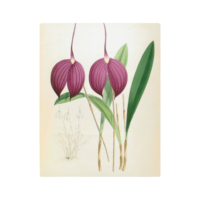 Impresión En Metal Masdevallia Harryana (Anverso)