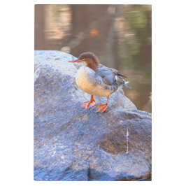 Impresión En Metal Merganser