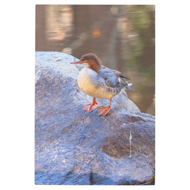 Impresión En Metal Merganser (Anverso)