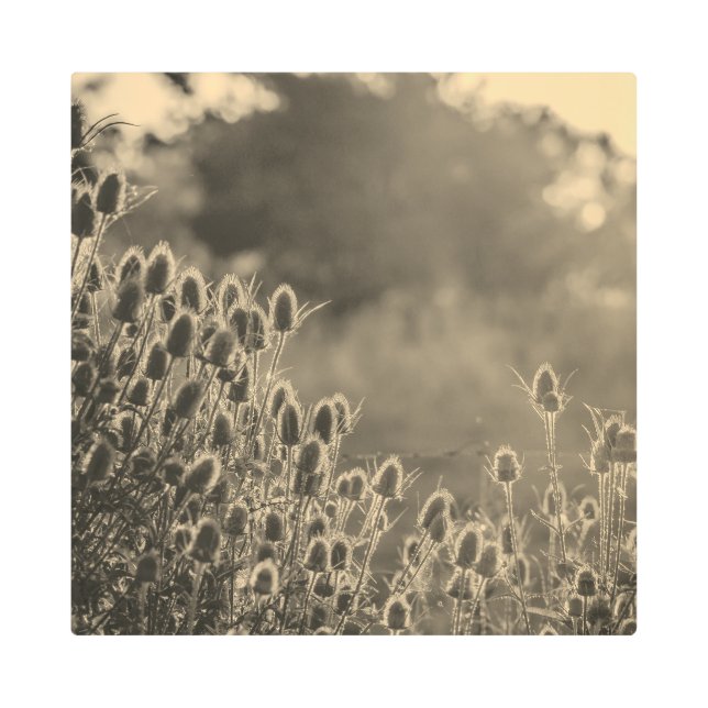 Impresión En Metal Metal Art sepia II (Anverso)