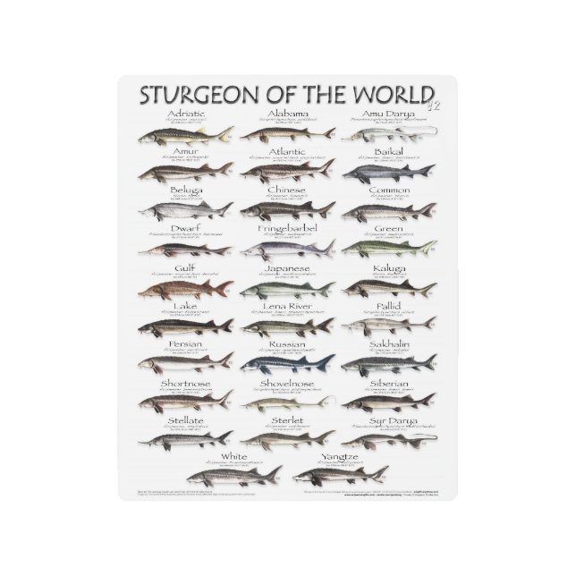 Impresión En Metal METALPRINT-8x10 -STURGEON OF THE WORLD- PRIMERA VE (Anverso)
