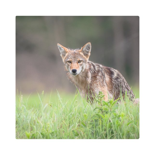 Impresión En Metal Mirando el coyote marrón, en un campo (Anverso)