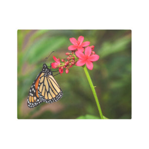 Impresión En Metal Monarca sobre flores de penta