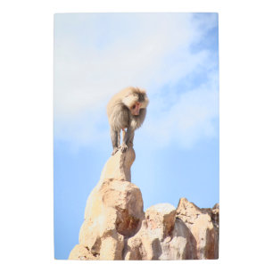 Impresión En Metal Mono babuino en la cima de una montaña