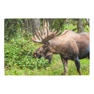 Impresión En Metal Moose   Península de Kenai, Alaska