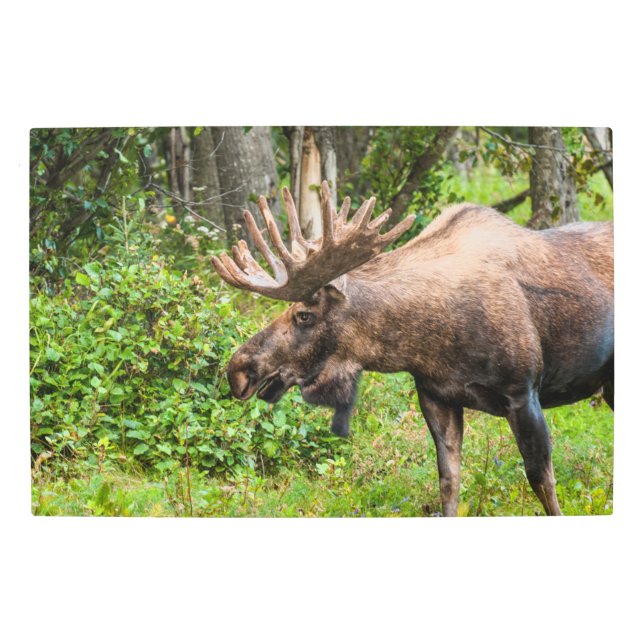 Impresión En Metal Moose | Península de Kenai, Alaska (Anverso)