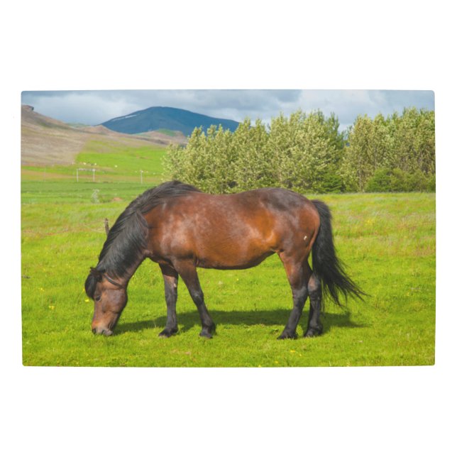 Impresión En Metal Mossfellsbaer Caballo Islandés (Anverso)