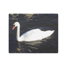 Impresión En Metal Muro metálico de cisne mute