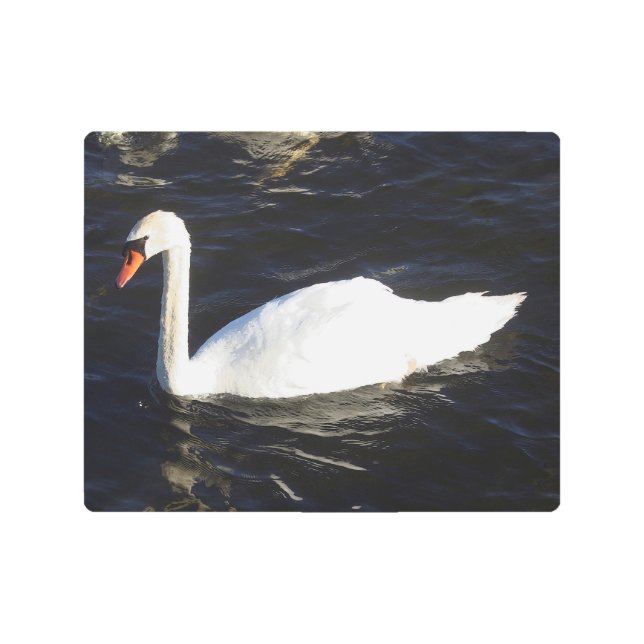 Impresión En Metal Muro metálico de cisne mute (Anverso)