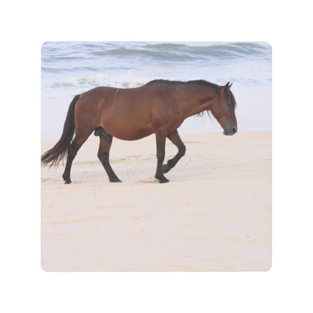 Impresión En Metal Nag en la playa, Outer Banks North Carolina (Anverso)