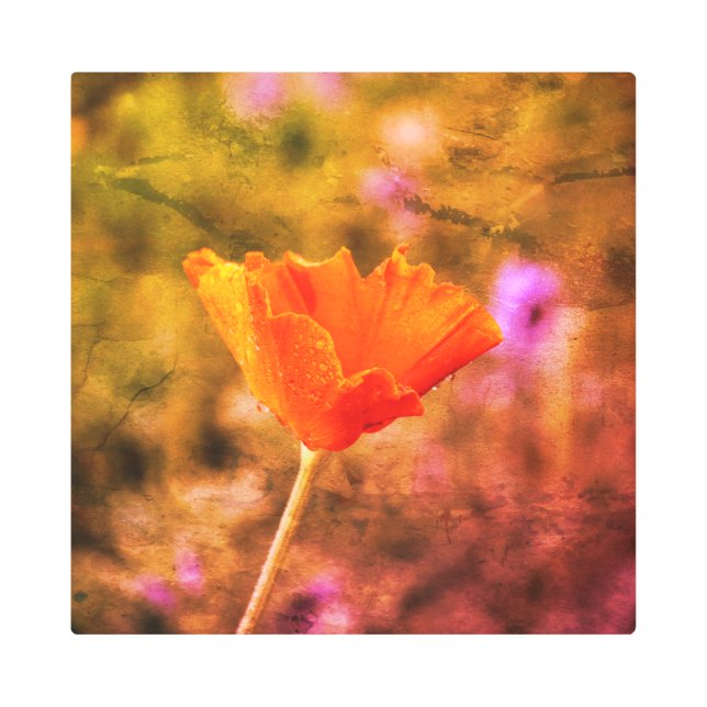 Impresión En Metal Naranja chiffon amapola y pared (Anverso)