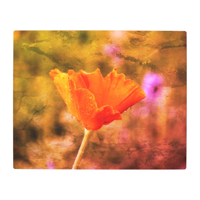 Impresión En Metal Naranja chiffon amapola y pared (Anverso)