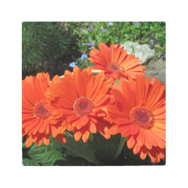 Impresión En Metal Naranja Daisy Photo Metalizado Wall Art