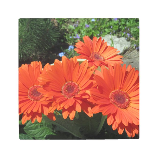 Impresión En Metal Naranja Daisy Photo Metalizado Wall Art (Anverso)