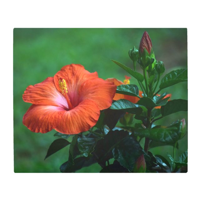 Impresión En Metal Naranja Hibiscus Metalizado Wall Art (Anverso)