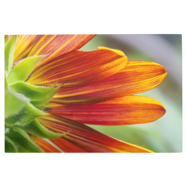 Impresión En Metal Naranja y girasol amarillo (Anverso)