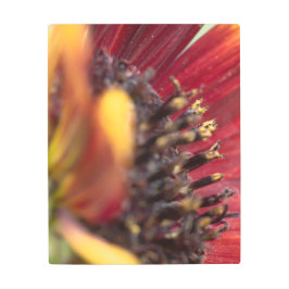 Impresión En Metal Naranja y girasol amarillo