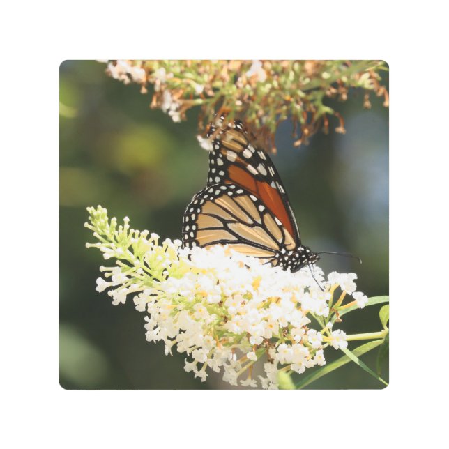Impresión En Metal Néctar de mariposa monarca (Anverso)