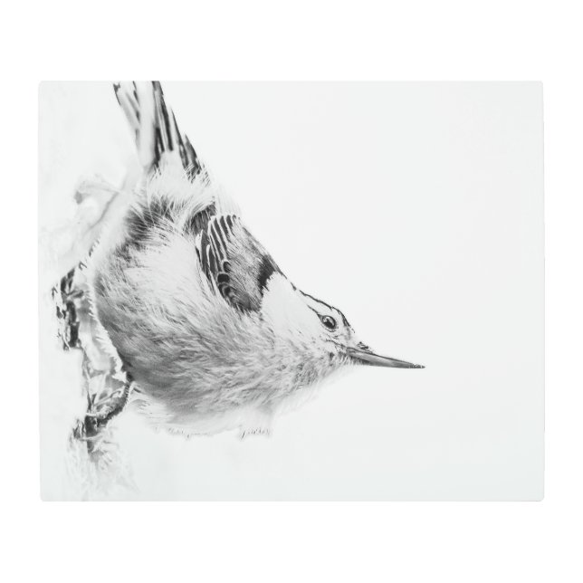 Impresión En Metal Nuthatch, fotografía de aves de alto perfil (Anverso)