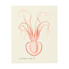 Impresión En Metal Octopus oceanográfico científico de la vida marina