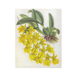 Impresión En Metal Oncidium Concolor Vintage Lindenia Orquídea