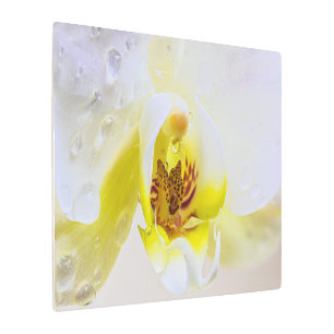 Impresión En Metal Orchid Dew