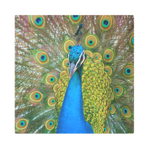 Impresión En Metal Orgullosa y colorida foto de Peacock 