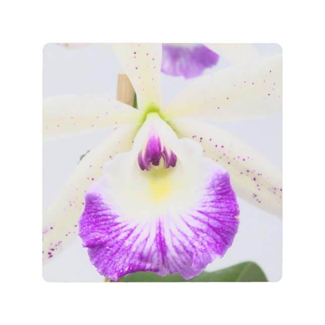 Impresión En Metal Orquídea (Anverso)