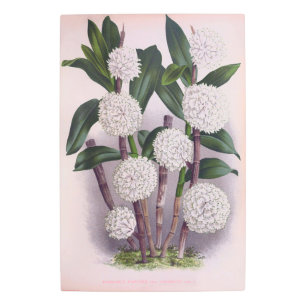 Impresión En Metal Orquídea Blanca Vintage Dendrobrium Purpurem
