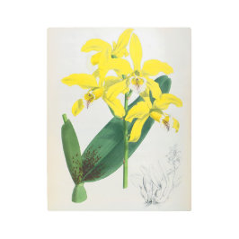 Impresión En Metal Orquídea de Lindenia Amarilla